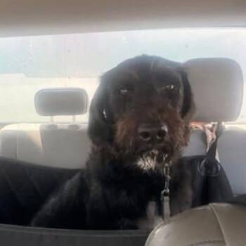 SSAW-Stray-23315 -  Standard Poodle Dog for Adoption in Sand Springs, Oklahoma - SSAW-Stray-23315 | PetCurious