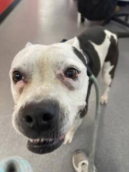Juicy -  Mixed Breed Dog for Adoption in West Chester, Pennsylvania - Juicy | PetCurious