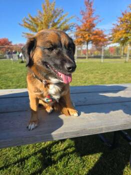 Connie -  Mixed Breed Dog for Adoption in Richmond, British Columbia - Connie | PetCurious