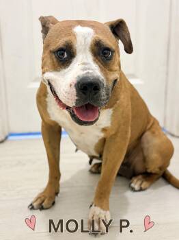 Molly -  American Staffordshire Terrier Dog for Adoption in Lucas, Texas - Molly | PetCurious
