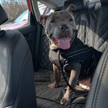Rescue American Bully and American Staffordshire Terrier Dogs for Adoption in Oceanport, New Jersey - Urgent Foster Needed! Ramona | PetCurious