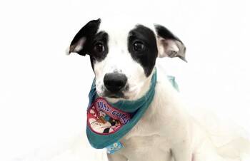 Labrador Retriever and Mixed Breed Dogs Available for Adoption in Fort Lauderdale, Florida - INDIANA BONES | PetCurious