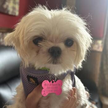 Mike -  Maltese Dog for Adoption in South Riding, Virginia - Mike | PetCurious