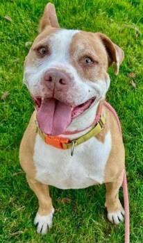 Rescue Pit Bull Terrier and Mixed Breed Dogs for Adoption in Sacramento, California - ADAGIO | PetCurious