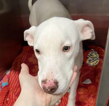 Ellie -  Mixed Breed Dog for Adoption in Parma, Ohio - Ellie | PetCurious