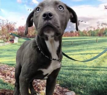 Pit Bull Terrier Dogs Available for Adoption in Moreno Valley, California - SANDY | PetCurious