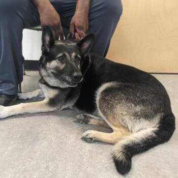 Belle -  German Shepherd Dog Dog for Adoption in Philadelphia, Pennsylvania - Belle | PetCurious
