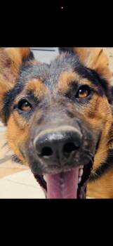 Rescue German Shepherd Dog Dogs for Adoption in Pumpkin Center, California - Ever | PetCurious
