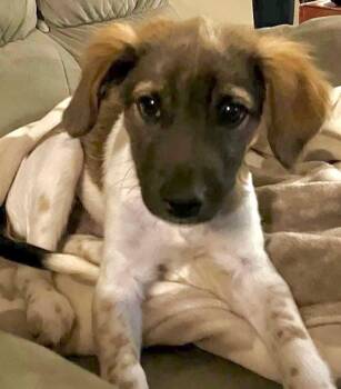 Rescue Mixed Breed Dogs for Adoption in Crossville, Tennessee - Monty | PetCurious