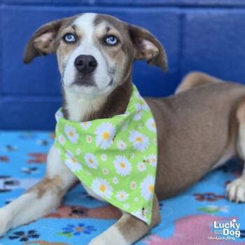 Quadrant -  Hound and Labrador Retriever Dog for Adoption in Washington, District Of Columbia - Quadrant | PetCurious