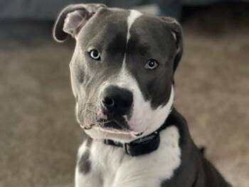 GiGi -  Pit Bull Terrier and Mixed Breed Dog for Adoption in El Paso, Texas - GiGi | PetCurious