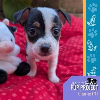Charlie (Charolais) -  Chihuahua Dog for Adoption in Spokane, Washington - Charlie (Charolais) | PetCurious