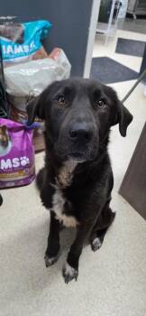 Hendrick -  Black Labrador Retriever and Mixed Breed Dog for Adoption in Virginia, Minnesota - Hendrick | PetCurious