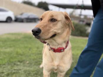 BAYLIE -  Labrador Retriever and Mixed Breed Dog for Adoption in Riverside, California - BAYLIE | PetCurious