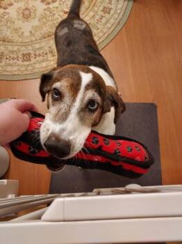 Foghorn -  Catahoula Leopard Dog Dog for Adoption in Atlanta, Georgia - Foghorn | PetCurious