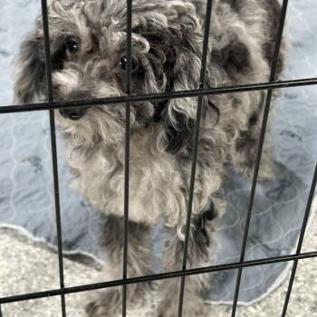 Poodle Dogs Available for Adoption in Antwerp, Ohio - Poppy.  Tiny 3.4 Lbs  | PetCurious