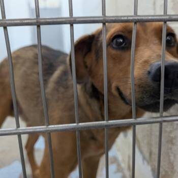 192274 LOOKING FOR OWNER -  Labrador Retriever and Hound Dog for Adoption in Ravenna, Ohio - 192274 LOOKING FOR OWNER | PetCurious