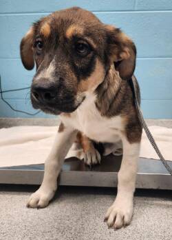 Rescue Belgian Shepherd Malinois and Great Pyrenees Dogs for Adoption in Frankfort, Kentucky - Rowdy | PetCurious