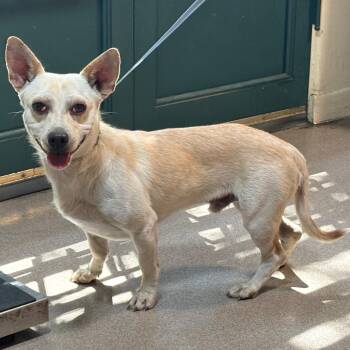 Palomo -  Corgi and Mixed Breed Dog for Adoption in Pasadena, California - Palomo | PetCurious