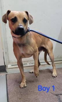 Rescue Mixed Breed Dogs for Adoption in Bedford, Indiana - Dougie | PetCurious