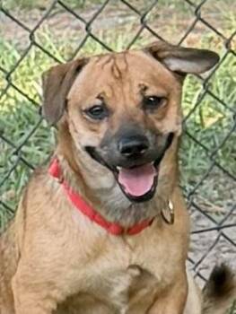 Simon -  Chiweenie and Terrier Dog for Adoption in Baker, Louisiana - Simon | PetCurious