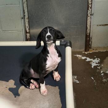 Dainty Delilah 5084 -  Mixed Breed Dog for Adoption in Hamilton, Georgia - Dainty Delilah 5084 | PetCurious