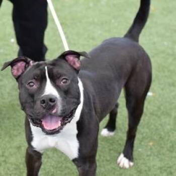 Sullivan -  Mixed Breed Dog for Adoption in Jersey City, New Jersey - Sullivan | PetCurious