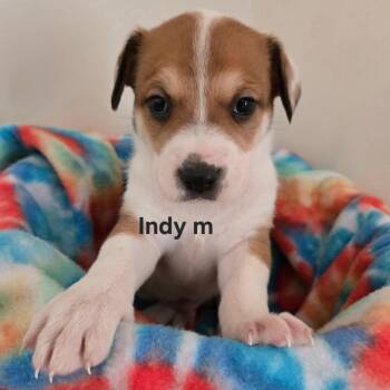 Hockey -  Mixed Breed Dog for Adoption in Park City, Utah - Hockey | PetCurious