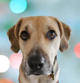 Penny -  Hound and Shepherd Dog for Adoption in Schaumburg, Illinois - Penny | PetCurious
