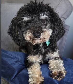 Lincoln -  Miniature Poodle Dog for Adoption in Maineville, Ohio - Lincoln | PetCurious