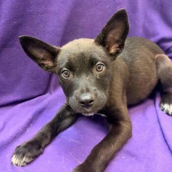 Nebula -  Mixed Breed Dog for Adoption in Waterloo, Iowa - Nebula | PetCurious