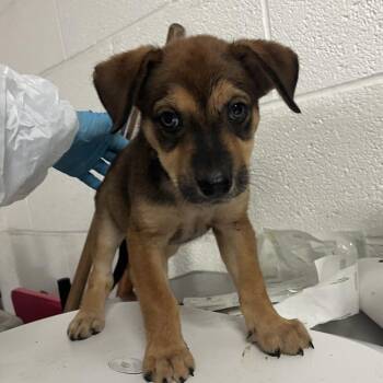 Honda -  Shepherd and Mixed Breed Dog for Adoption in Edinburg, Texas - Honda | PetCurious