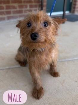 Yorkshire Terrier and Mixed Breed Dogs Available for Adoption in Barnesville, Georgia - 26-332 Link | PetCurious