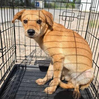 Joanie -  Terrier and Mixed Breed Dog for Adoption in Edinburg, Texas - Joanie | PetCurious