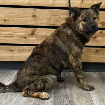 Dutch Shepherd Dogs Available for Adoption in Mount Pleasant, Texas - Dalton | PetCurious