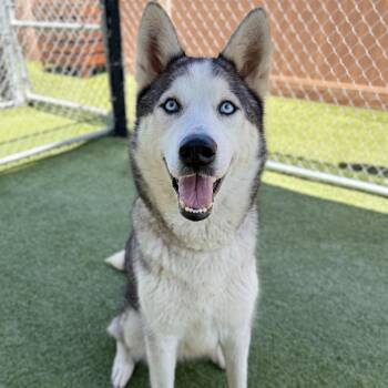 Cassidy -  Siberian Husky and Mixed Breed Dog for Adoption in Long Beach, California - Cassidy | PetCurious