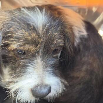 Zinzie -  Mixed Breed Dog for Adoption in Leander, Texas - Zinzie | PetCurious