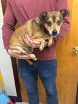Dusty -  Chihuahua and Dachshund Dog for Adoption in Mccook, Nebraska - Dusty | PetCurious