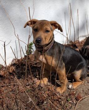 Mixed Breed Dogs Available for Adoption - Hedwig | PetCurious