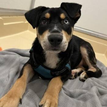 Lincoln -  Shepherd and Husky Dog for Adoption in San Antonio, Texas - Lincoln | PetCurious