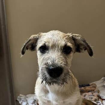 Dipper -  Terrier Dog Available for Adoption in Palm Springs, California - Dipper | PetCurious