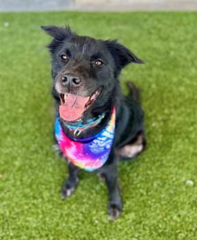 Collie and Chow Chow Dogs Available for Adoption in Baytown, Texas - CARLY | PetCurious