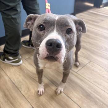 Pit Bull Terrier Dogs Available for Adoption in Newark, New Jersey - Bella | PetCurious