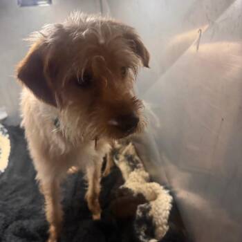 Mixed Breed Dogs Available for Adoption in Philadelphia, Pennsylvania - Asta | PetCurious