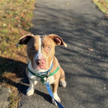 Rescue Pit Bull Terrier Dogs for Adoption in New Rochelle, New York - Rocket | PetCurious