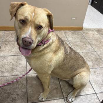 Molly D26-018 -  Labrador Retriever and Pit Bull Terrier Dog for Adoption in Elbow Lake, Minnesota - Molly D26-018 | PetCurious