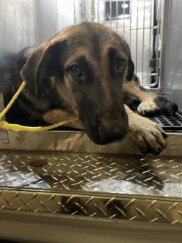 HOUDINI -  German Shepherd Dog Dog for Adoption in Dallas, Texas - HOUDINI | PetCurious
