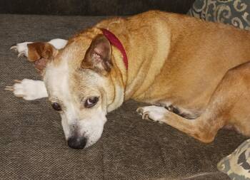 Holly Bear -  Pomeranian and Bull Terrier Dog for Adoption in Egg Harbor City, New Jersey - Holly Bear | PetCurious