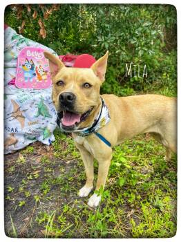 Mila -  Carolina Dog and American Staffordshire Terrier Dog for Adoption in Sebring, Florida - Mila | PetCurious