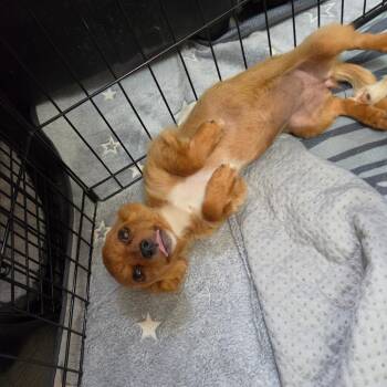 Trish Doan -  Chihuahua Dog for Adoption in Redmond, Washington - Trish Doan | PetCurious